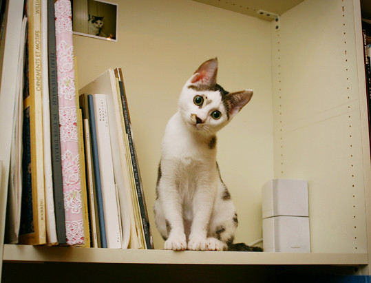 まこという名の不思議顔の猫 四十九日を迎えました まこという名の不思議顔の猫 四十九日を迎えました