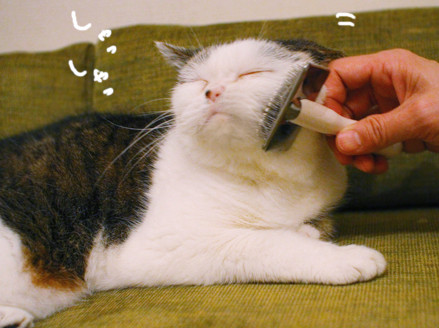 mako_8288
