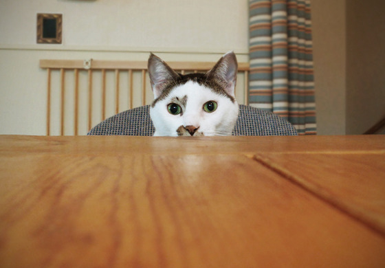 まこという名の不思議顔の猫 15年06月