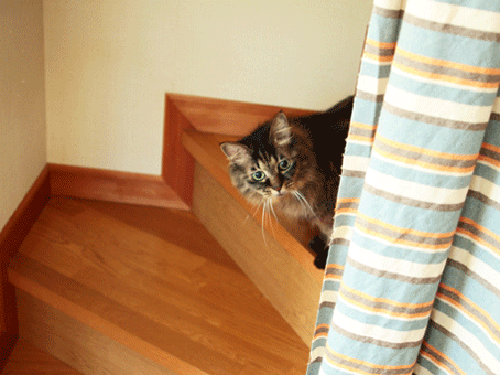 まこという名の不思議顔の猫 しおん まこという名の不思議顔の猫 しおん