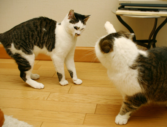 まこという名の不思議顔の猫 四十九日を迎えました まこという名の不思議顔の猫 四十九日を迎えました