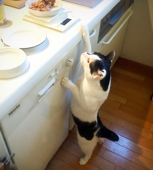 IMG_5362のコピー