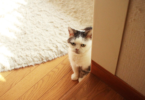 まこという名の不思議顔の猫 待ってるの まこという名の不思議顔の猫 待ってるの