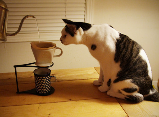 ソース画像を表示