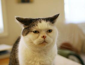 まこという名の不思議顔の猫 遠い目をしたまこ まこという名の不思議顔の猫 遠い目をしたまこ
