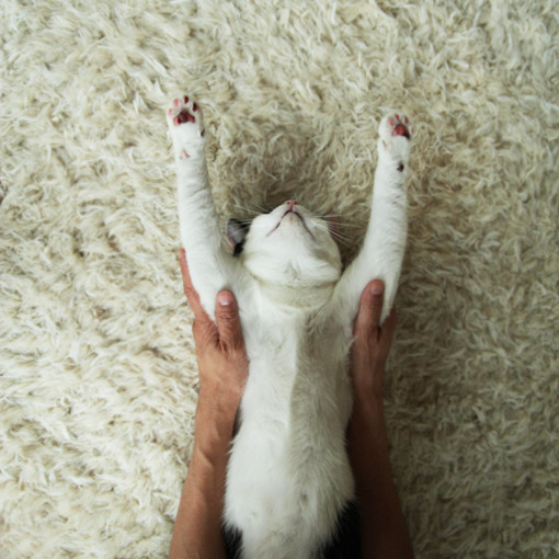 まこという名の不思議顔の猫  えいたのビューティーストレッチ２