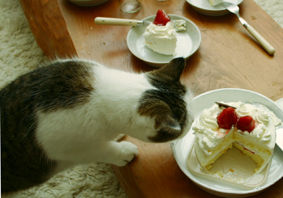 まこという名の不思議顔の猫 甘い物はお好き