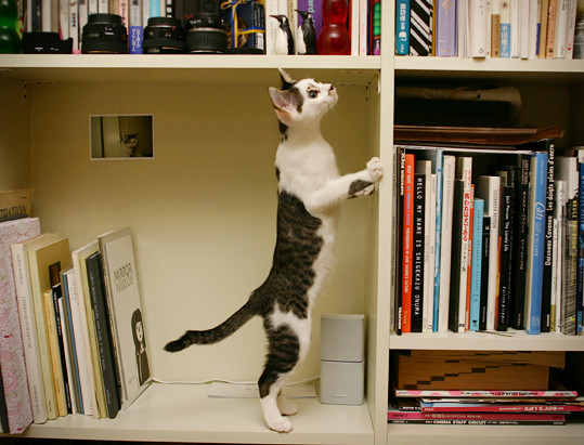 まこという名の不思議顔の猫 四十九日を迎えました まこという名の不思議顔の猫 四十九日を迎えました