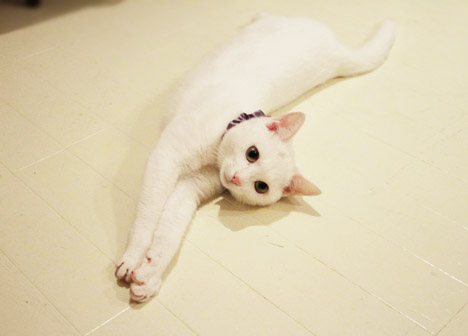 まこという名の不思議顔の猫  おしゃまなはるか