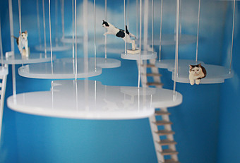 cattower6432