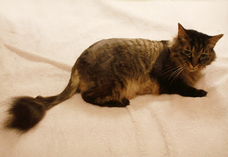 まこという名の不思議顔の猫 11年06月 まこという名の不思議顔の猫 11年06月