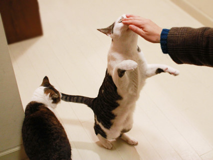 shirotaro2