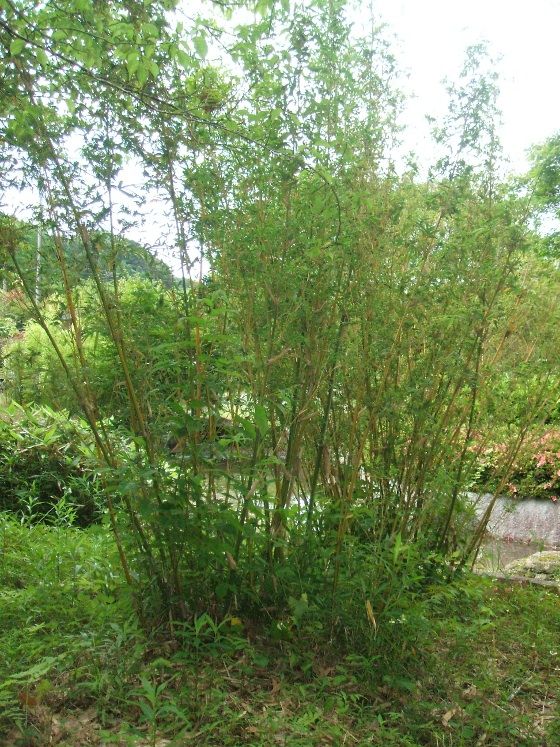 紅鳳凰竹　ベニホウオウチク ベニホウオウチク(紅鳳凰竹)の鉢植え : 竹の緑 - 通販 - Yahoo