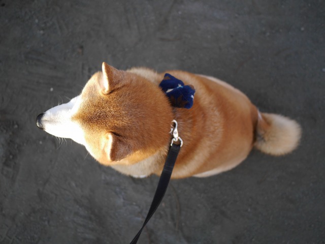 風太の日記 2月11日 風太通信 柴犬風太の日記帳