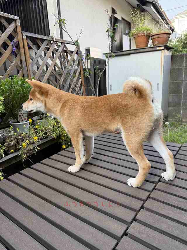 風太の日記！ 6月20日 : 風太通信～柴犬風太の日記帳