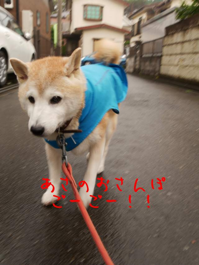 風太の日記 7月7日 風太通信 柴犬風太の日記帳 風太の日記 7月7日 風太通信 柴犬風太の日記帳