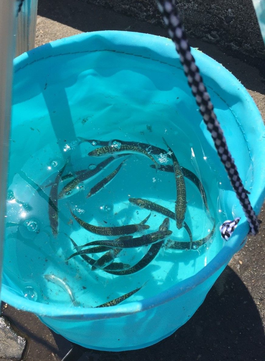 大磯漁港 小鯖のサビキ釣り 19年4月18日 Futa Maxのblog