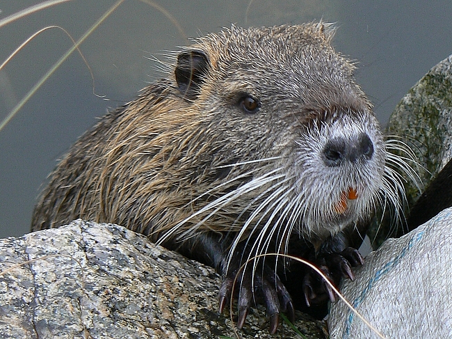 ヌートリア ニトフタバ