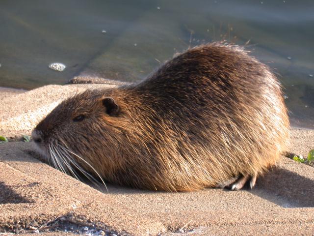 ヌートリア ニトフタバ ヌートリア ニトフタバ