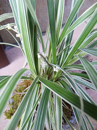 苔玉の講習会で作ったものに白い花 二子玉川フォト 苔玉の講習会で作ったものに白い花 二子玉川フォト