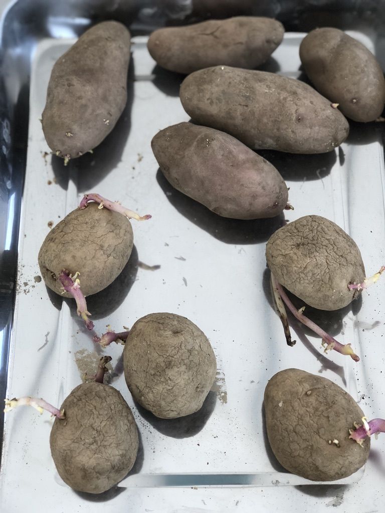 18 3 25 牟礼の畑 作付け ジャガイモ キャベツ 牟礼の丘 里 三鷹 玉川上水 井の頭公園 稀に吉祥寺界隈 18 3 25 牟礼の畑 作付け ジャガイモ キャベツ 牟礼の丘 里 三鷹 玉川上水 井の頭公園 稀に吉祥寺界隈