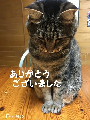 ありがとうございました 海の虹 猫日和 キルト日和