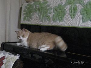 紫のハワイアンキルト♪ : 猫日和。キルト日和。
