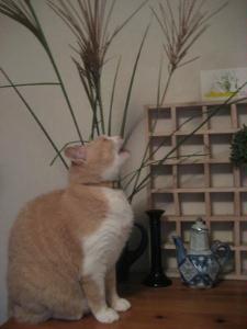 我が家にススキは無理でした 猫日和 キルト日和