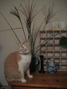我が家にススキは無理でした 猫日和 キルト日和