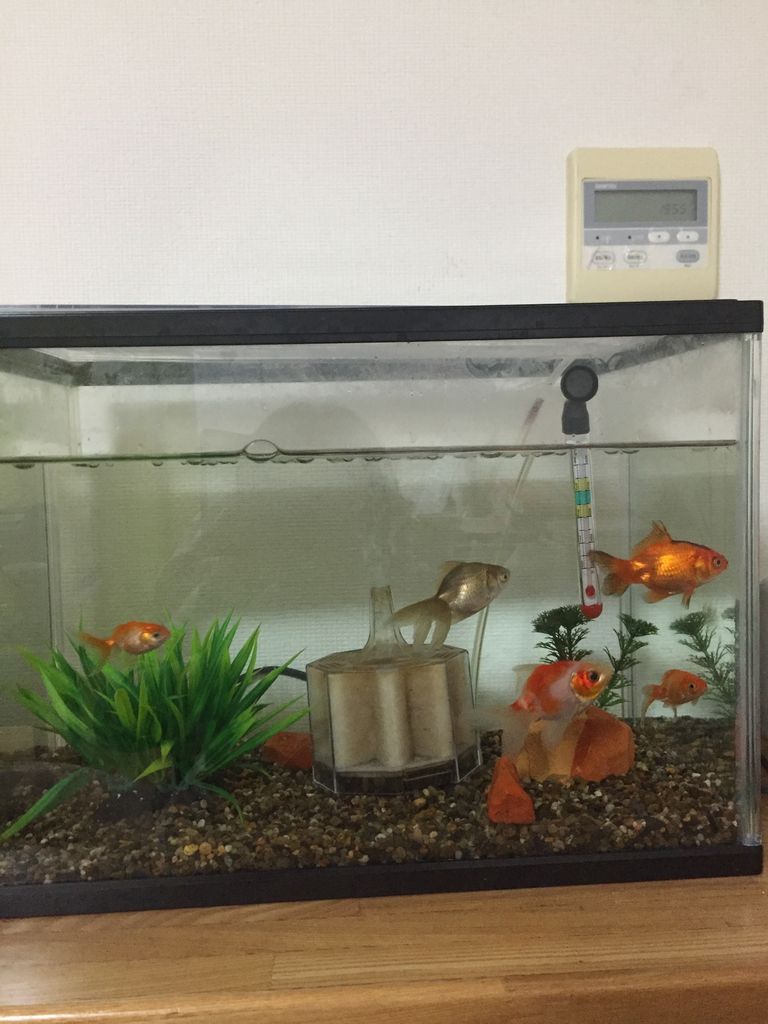 合流後の金魚達 ほんわか日記 超初心者金魚飼育ママの日常