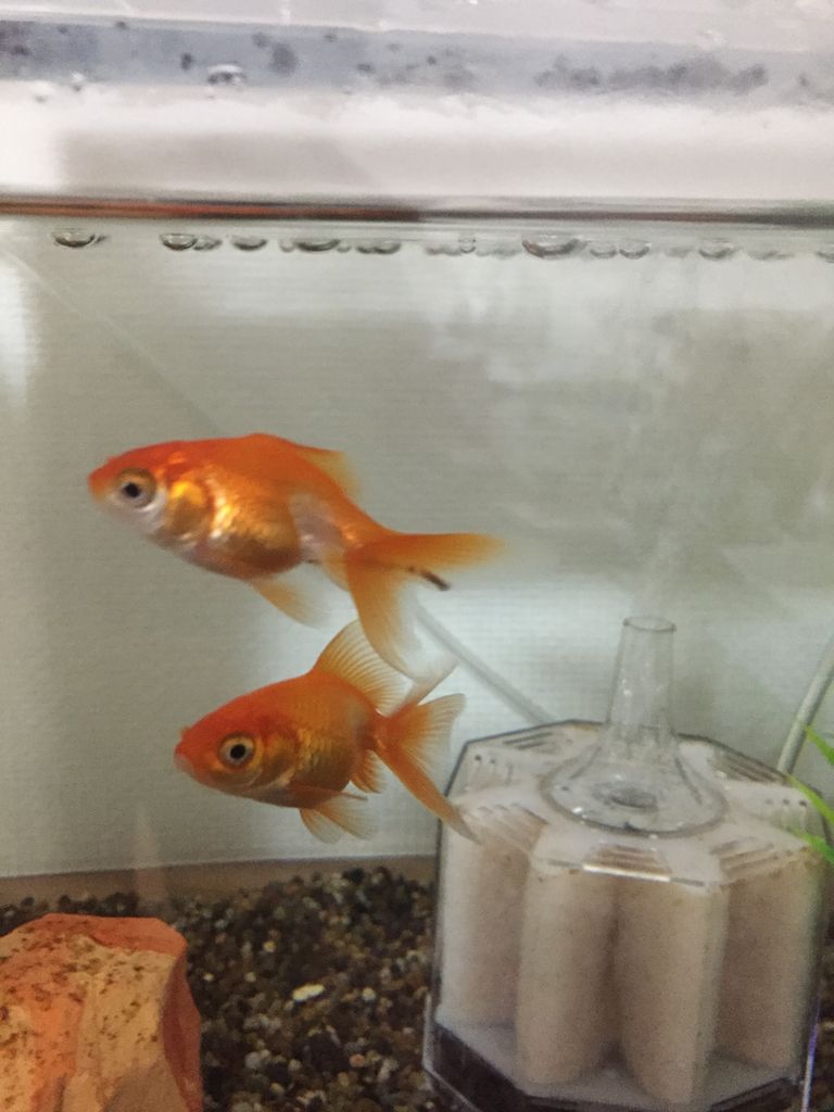 快便 性別判断の続き ほんわか日記 超初心者金魚飼育ママの日常 快便 性別判断の続き ほんわか日記 超初心者金魚飼育ママの日常