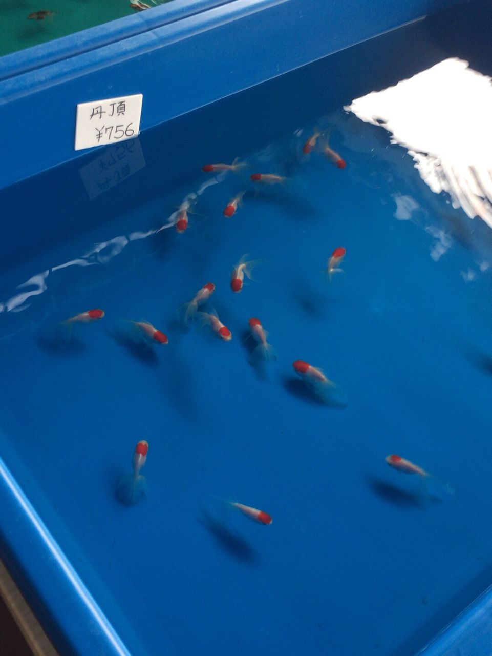 池袋西武アクアショップに行ってみた ほんわか日記 超初心者金魚飼育ママの日常 池袋西武アクアショップに行ってみた ほんわか日記 超初心者金魚飼育ママの日常