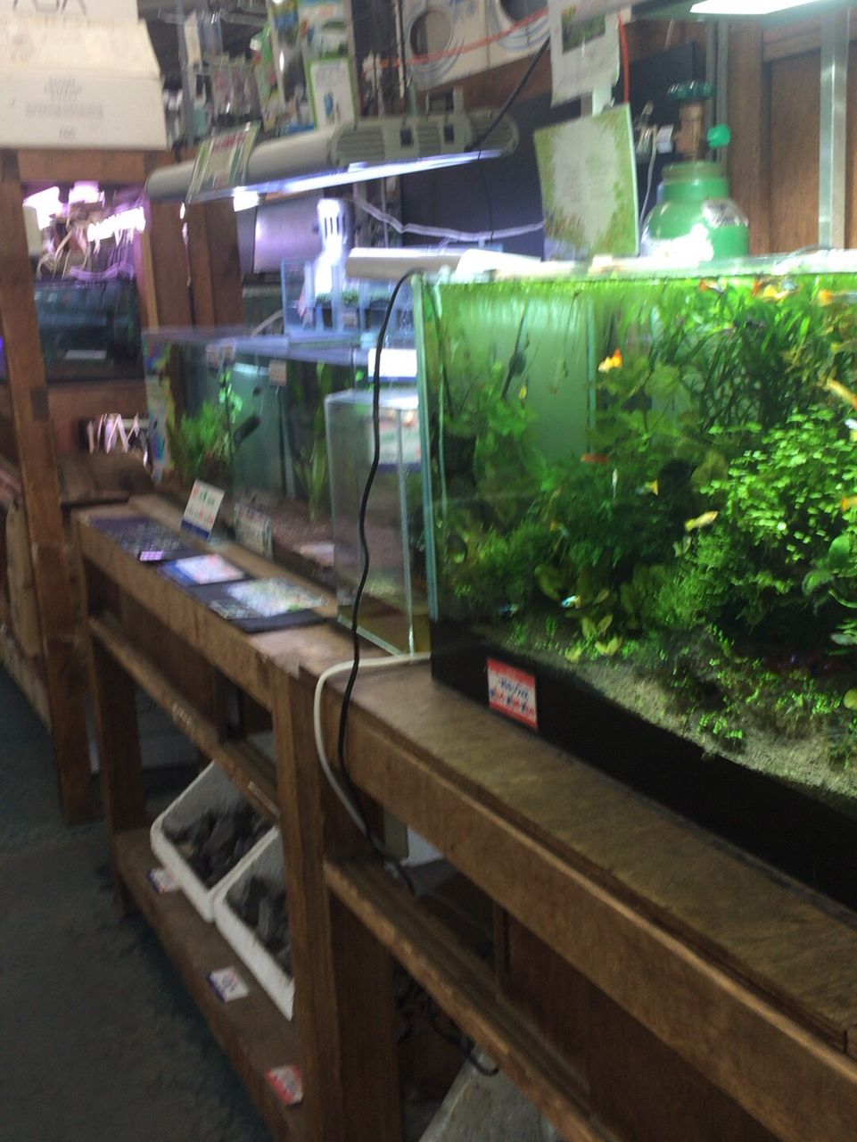 池袋東武 アン アクアリウム に行ってみた ほんわか日記 超初心者金魚飼育ママの日常 池袋東武 アン アクアリウム に行ってみた ほんわか日記 超初心者金魚飼育ママの日常