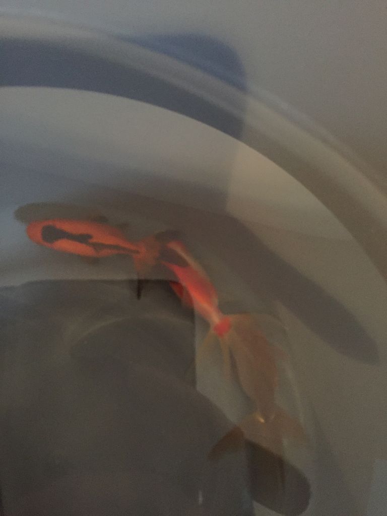 新入り金魚ちゃん塩浴2日目 ほんわか日記 超初心者金魚飼育ママの日常 新入り金魚ちゃん塩浴2日目 ほんわか日記 超初心者金魚飼育ママの日常