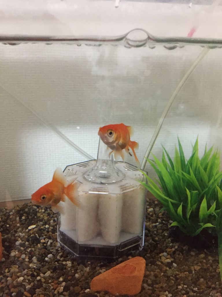 快便 性別判断の続き ほんわか日記 超初心者金魚飼育ママの日常 快便 性別判断の続き ほんわか日記 超初心者金魚飼育ママの日常