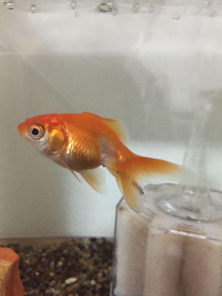 快便 性別判断の続き ほんわか日記 超初心者金魚飼育ママの日常 快便 性別判断の続き ほんわか日記 超初心者金魚飼育ママの日常