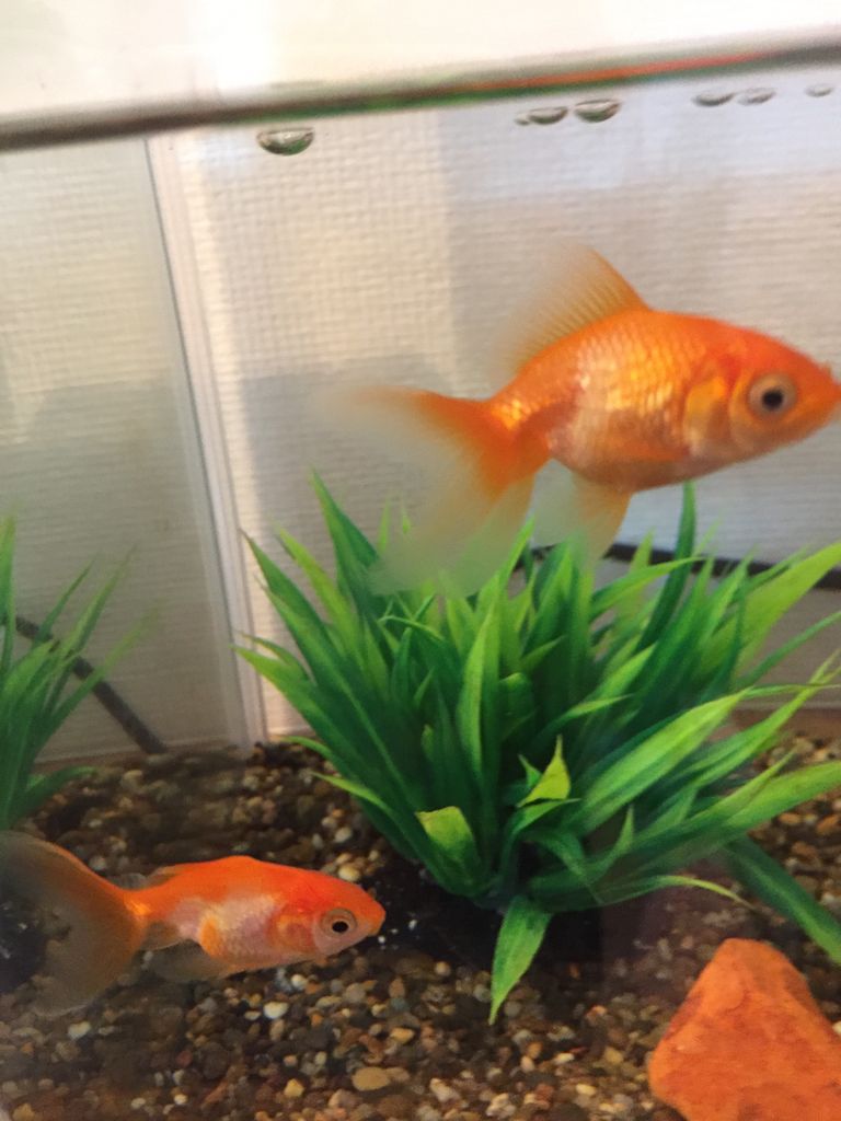 新入り金魚ちゃん塩浴２日目 ほんわか日記 超初心者金魚飼育ママの日常