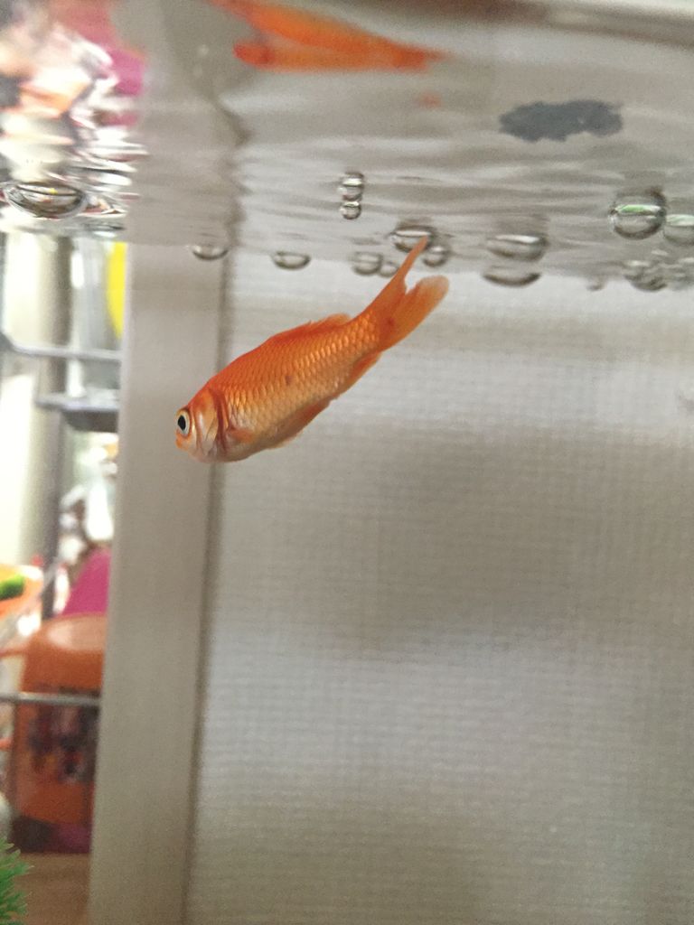 金ちゃん赤斑病 ほんわか日記 超初心者金魚飼育ママの日常 金ちゃん赤斑病 ほんわか日記 超初心者金魚飼育ママの日常
