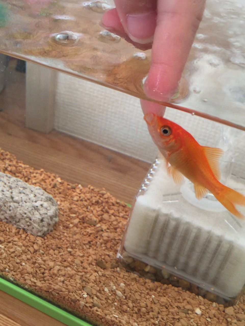 飼育17日目 餌を欲しがる金魚にlove ほんわか日記 超初心者金魚飼育ママの日常 飼育17日目 餌を欲しがる金魚にlove ほんわか日記 超初心者金魚飼育ママの日常