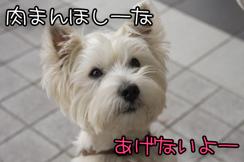 肉まんほしー