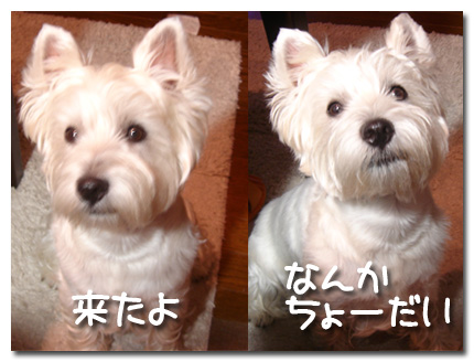 なんかちょーだいな