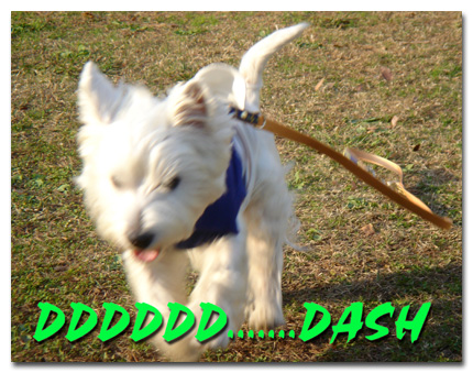 DASH