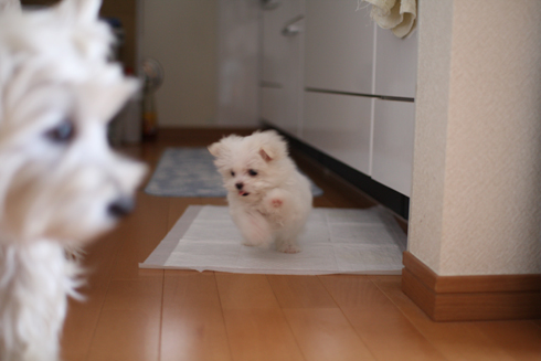 キキとこももちゃん