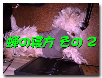 せみその2