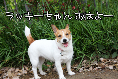 ¥é¥Ã¥¡¼¤Á¤ã¤ó¤ª¤Ï¤è¡¼