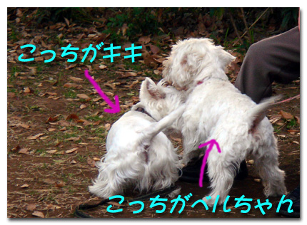ベルちゃんとキキ