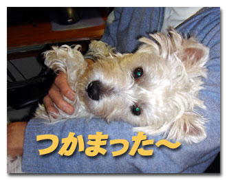 つかまった