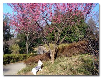 キキと紅梅2
