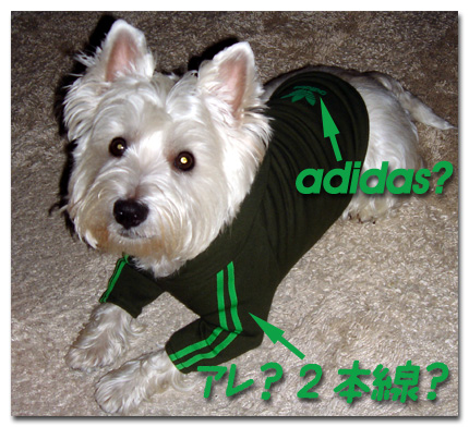 アディダス?