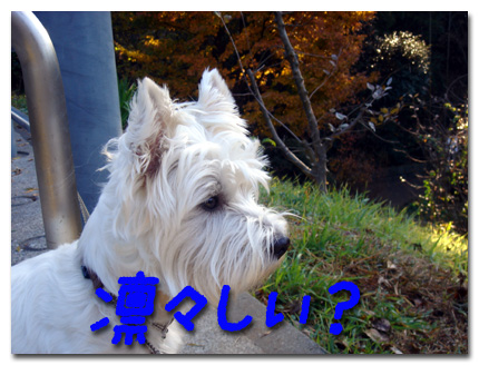 本物は凛々しい?